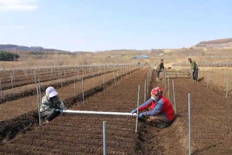 镇大方村抓住调整农业产业结构这个关键,科学发展农田人参栽培技术,到