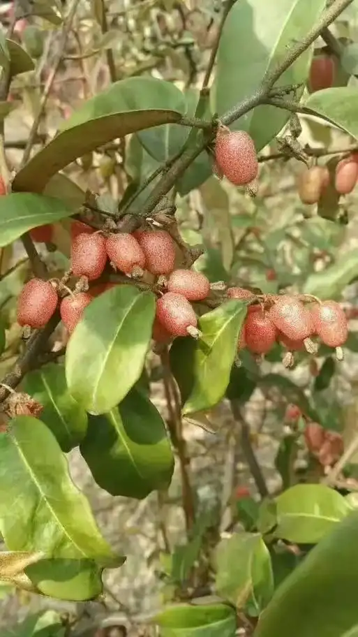 羊奶子树根茎枝叶苗果正在采挖出售中