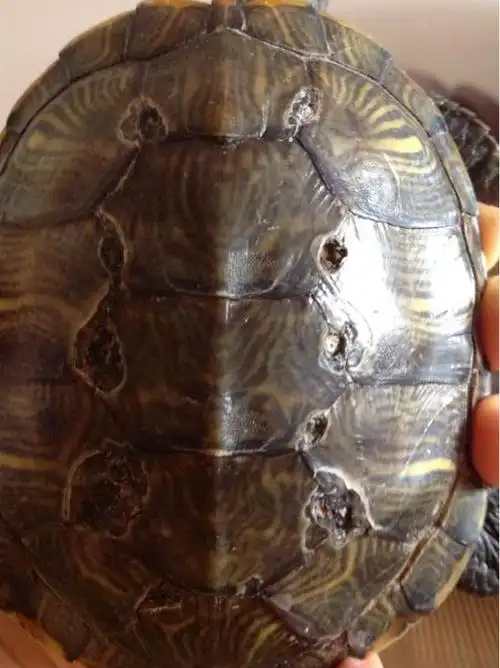 巴西龟腐甲病怎么治疗