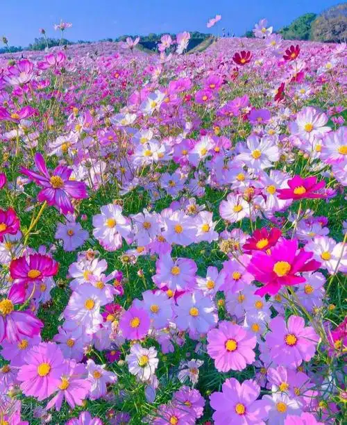 格桑花又称格桑梅朵,具体为何种植物存在广泛的争议.