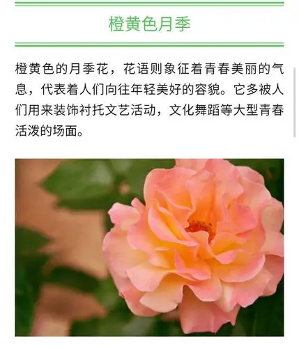 看了北京植物园和沈阳玫瑰园的碑刻,我觉得月季花的花语,应该增加"