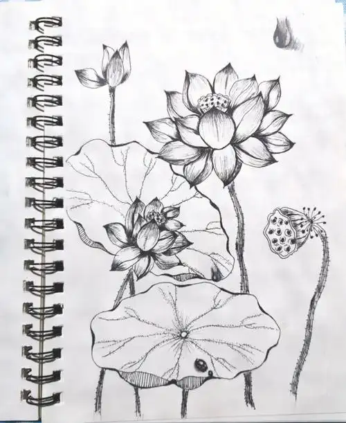 手绘  #荷花去公园仔细观察了荷花发现画错了好多地方那就再练习缮