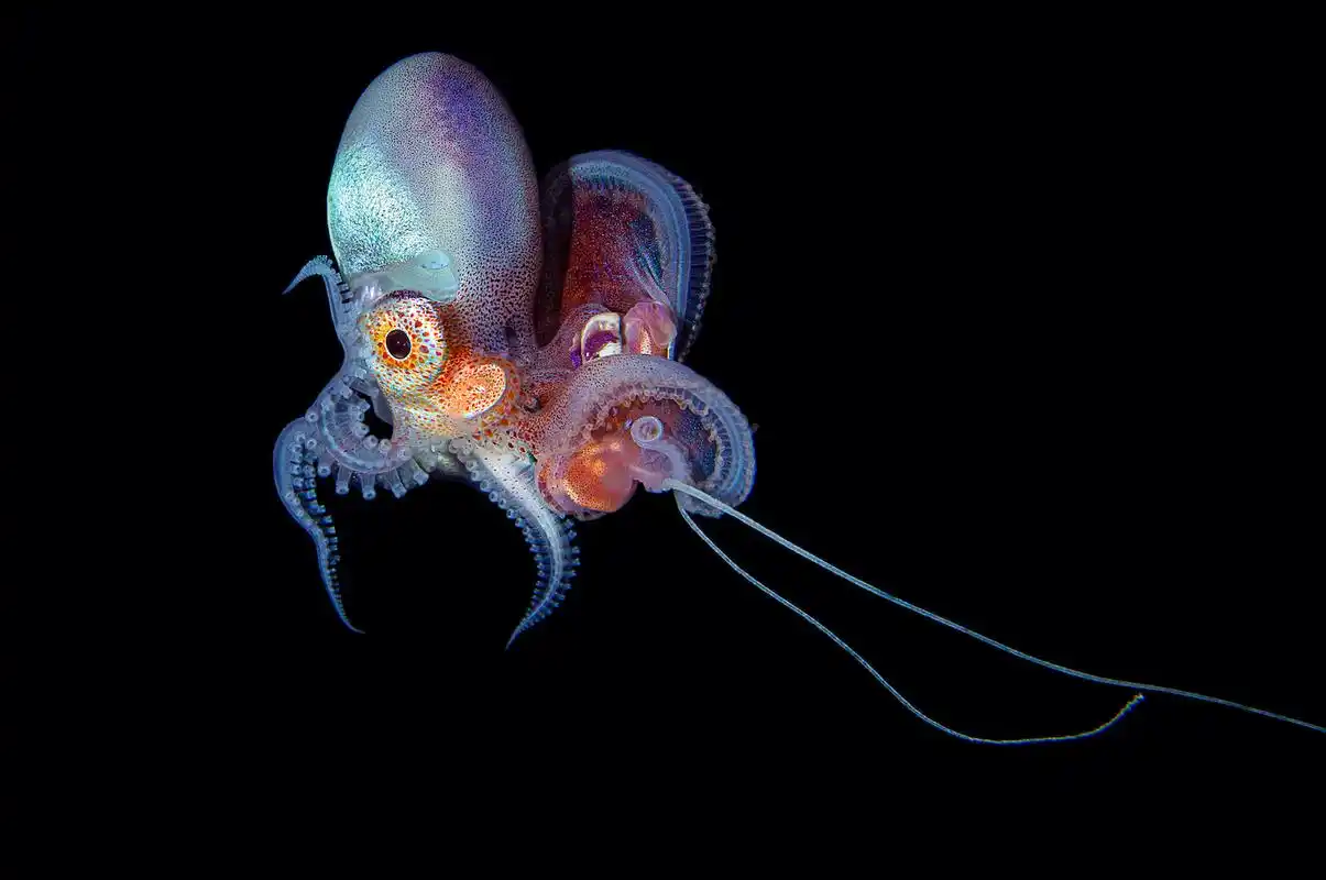 facts about octopuses that prove theyre aliens
