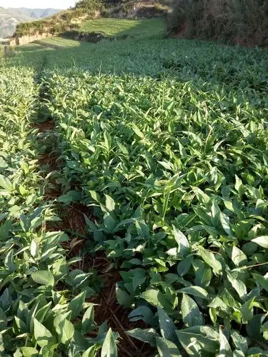 半夏是一种药材,是我们西和农民的主要经济收入,是我们脱贫的路子,也