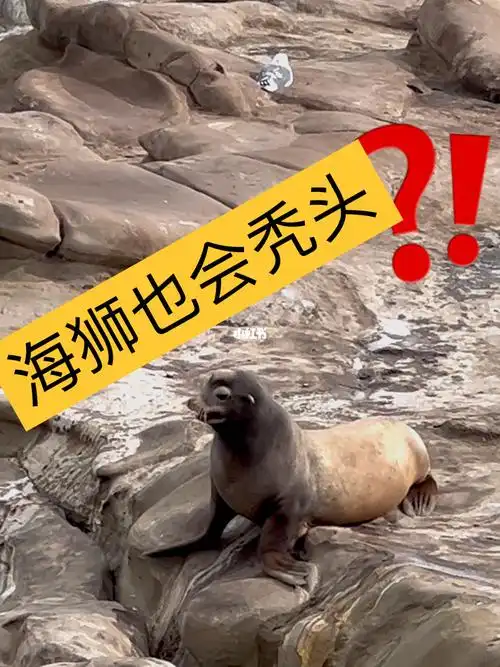 现在海狮压力都这么大了么,都秃头了989898#秃头  #海豹  #搞笑