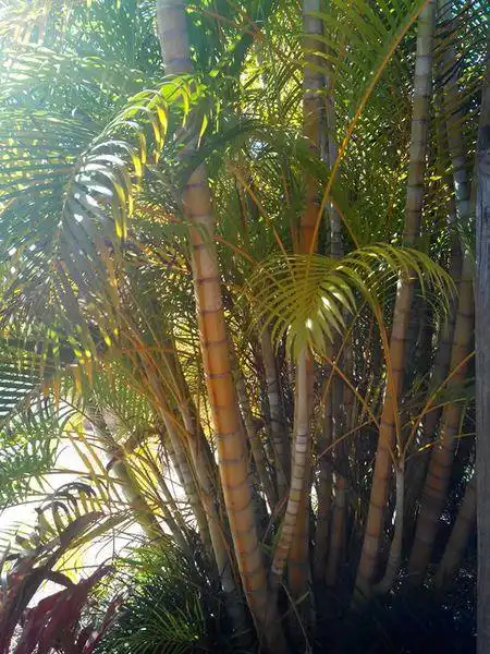 这是什么植物,叶子像棕榈,而树干像粗壮的竹子,植株也挺高的