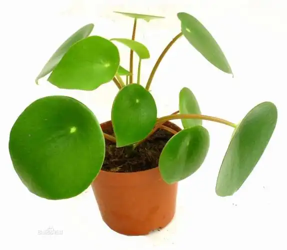 请问这种植物名字是什么,我现在在养 植物叶柄红紫色,叶子绿色 3 2010