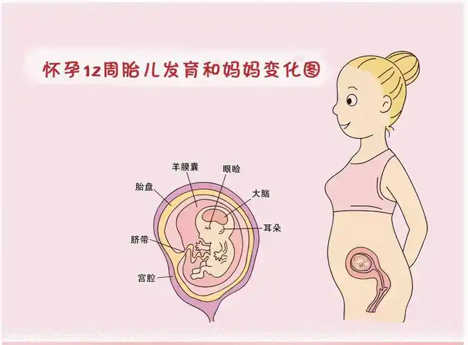 准妈妈怀孕的第12周时,应该注意这些事项!_胎儿
