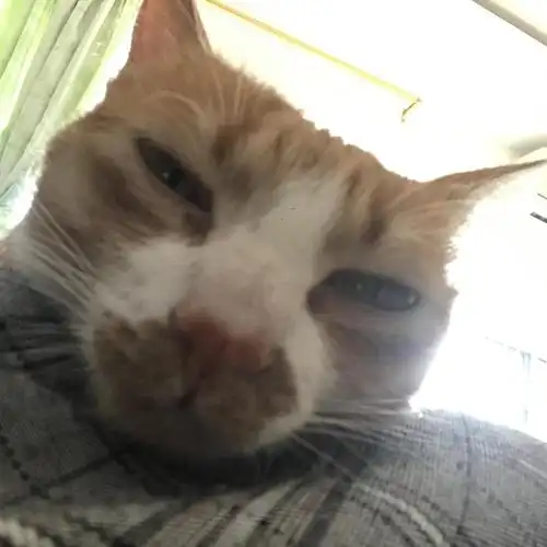 我的橘猫真的很丑吧