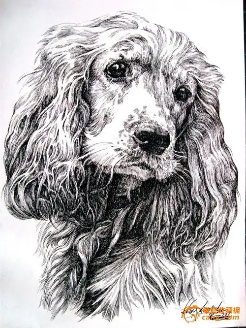 动物精细钢笔画