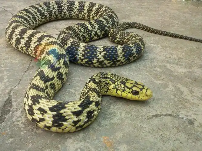 菜花蛇无毒,凭什么被称为"百蛇之王"?为什么毒蛇会怕菜花蛇?