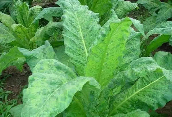 烟草花叶病毒是dna还是rna病毒