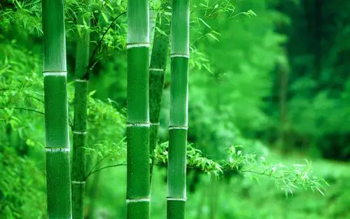 绿色护眼竹林风景图片桌面壁纸高清大图预览1920x1200_风景壁纸下载_