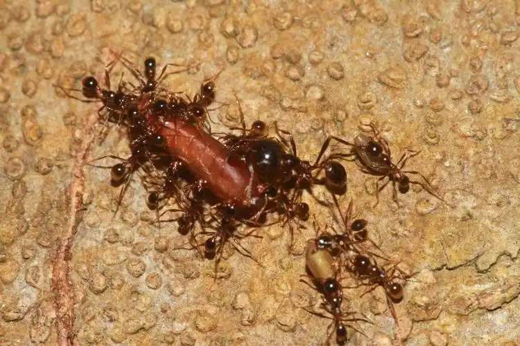 已经入侵12个省份红火蚁是什么生物它们有何可怕之处