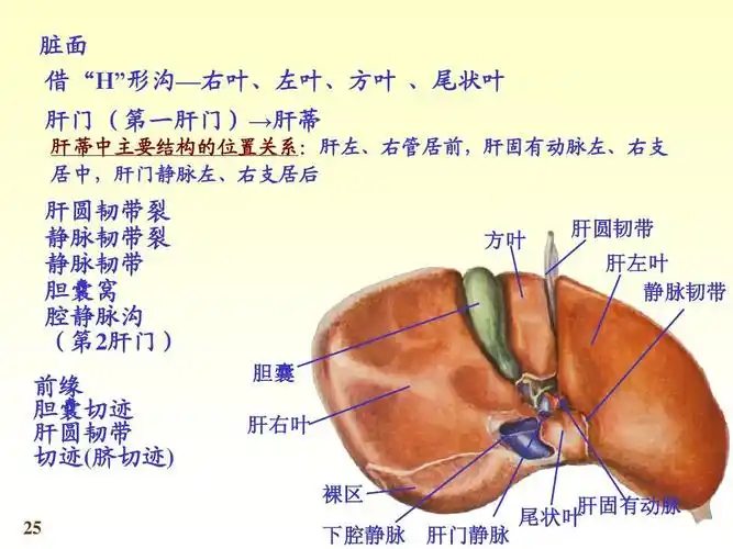 无忧文档 所有分类 医药卫生 系统解剖学第七版05消化系统[1] 解剖 肝