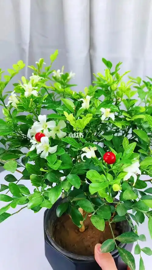 独杆精品九里香