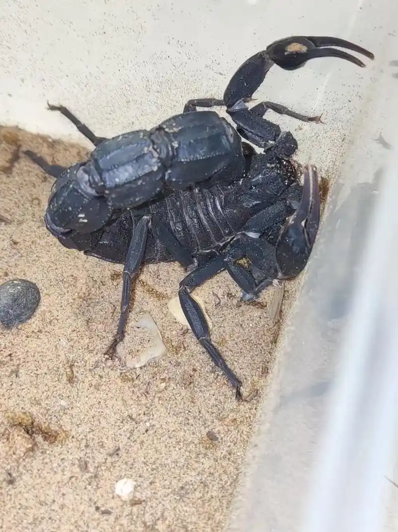 北非黑肥尾蝎.#爬宠 北非黑肥尾蝎是比较常见的品种,其毒性强 - 抖音
