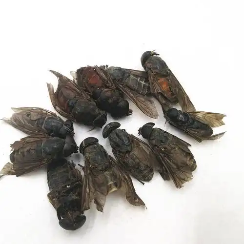 同仁堂虻虫 牛苍蝇牛虻 牛牤虫 牛氓虫 打牛虻虫粉牛蚊子 大个牛虻虫