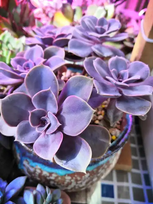 他属于普货,价格便宜,也比较好养的多肉,它出状态后,叶片会变成粉紫色