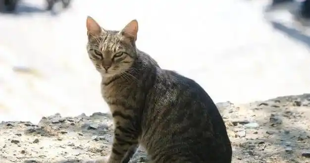 你的猫咪排第几|宠物|布偶猫|波斯猫|暹罗猫|驯养动物|英国短毛猫