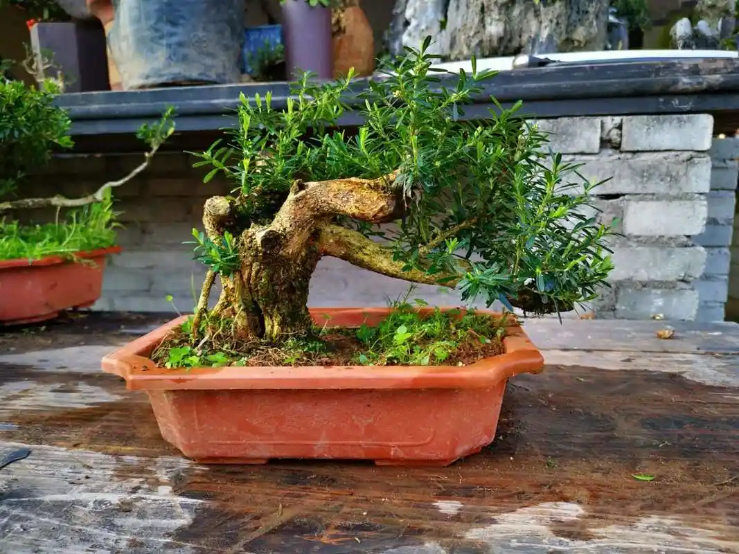 大哥院子里的黄杨盆景老桩,每一盆都独具特色,看着真养眼!