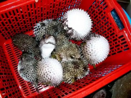 可爱的刺鲍1315日全体同修放生