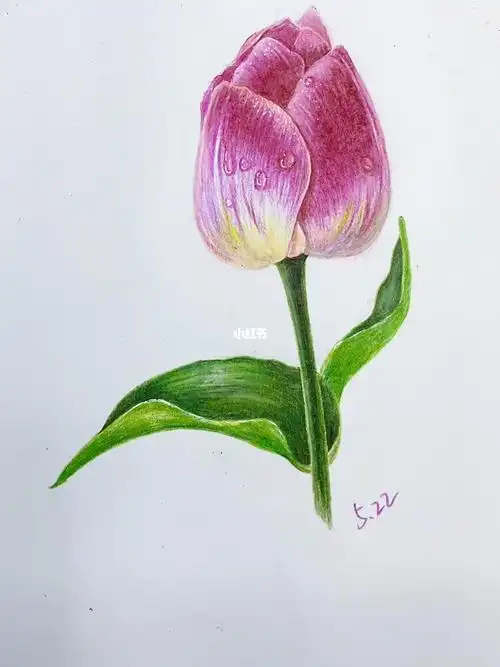 彩铅郁金香
