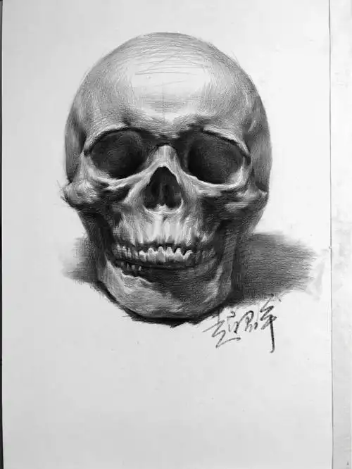 正面头骨画法