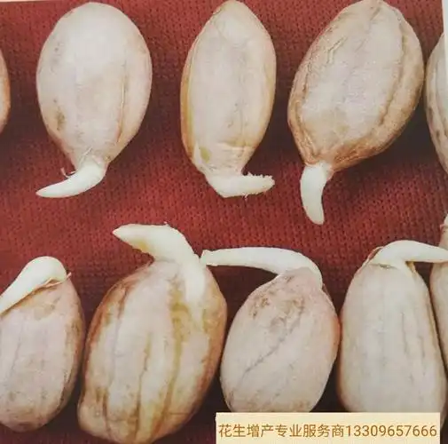 花生从发芽到结果全生育过程图