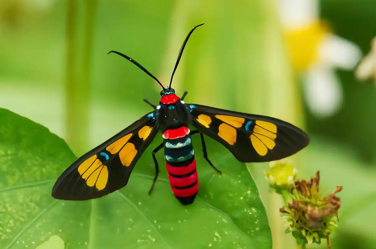 每天认识一种昆虫——彩腹鹿子蛾 彩腹鹿子蛾是鳞翅目,灯蛾科昆虫.