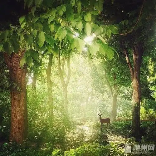 林深时见鹿,鹿是森林里行走的树