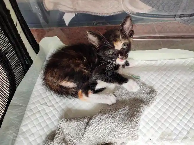 【广东中山找领养】黑三花,黄白,小橘猫