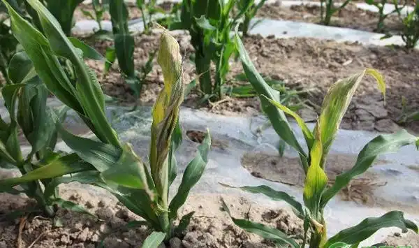 玉米顶腐病了怎么办玉米顶腐病防治方法