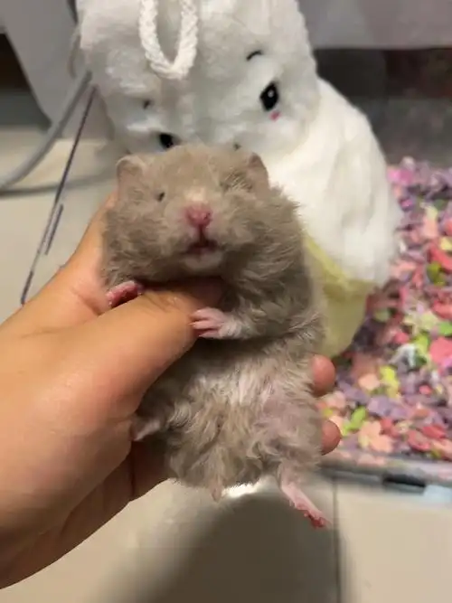 鸽灰卷金丝熊妹妹