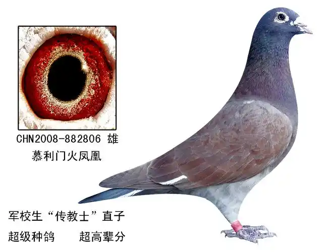 信鸽在线拍卖平台 - 中国信鸽信息网