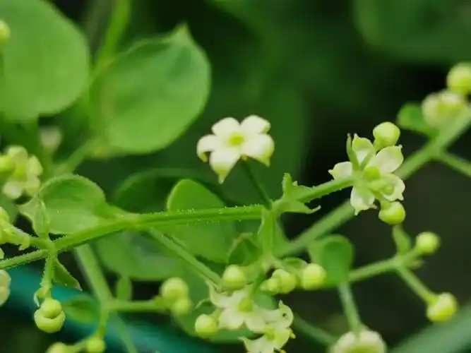 (原创首发)初遇茜草(宁静向暖)