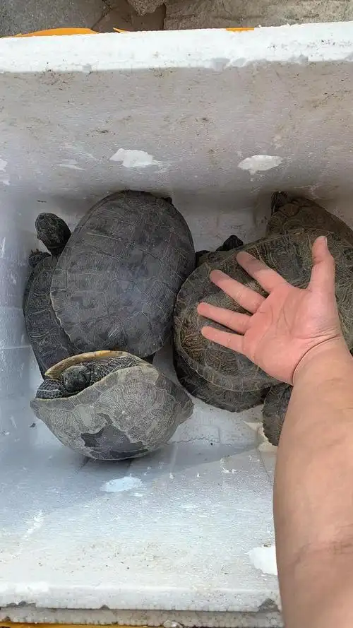 乌龟活物大巴西龟放生稀有观赏宠物龟苗黄金招财龟活体彩龟金钱龟