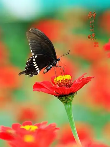 醉酒的蝴蝶