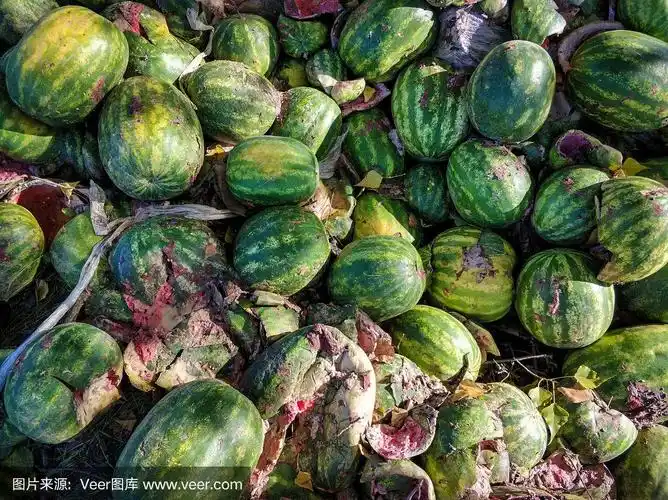 一堆腐烂的西瓜