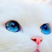白猫_微信头像图片大全