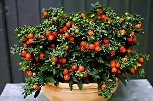 一点也不逊色花卉类的盆栽,就比如这种吉庆果,真的是非常好养活又很