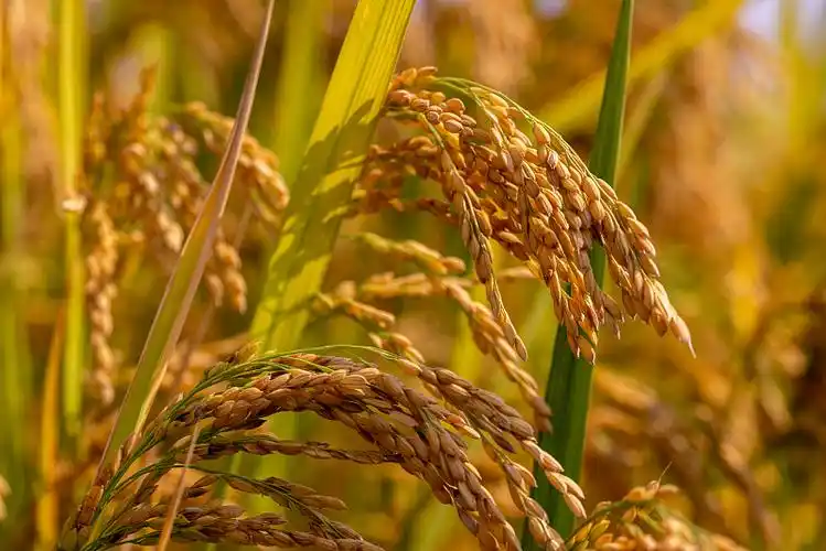 秋天丰收稻田稻子成熟水稻稻穗图片下载