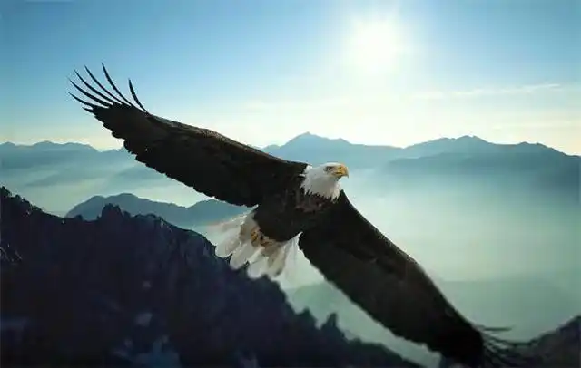 雄鹰展翅