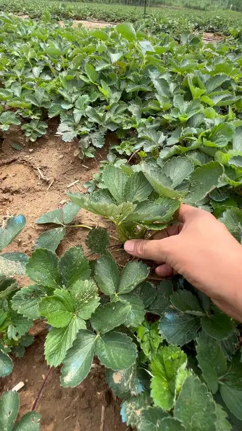 红颜草莓苗,大叶红颜草莓苗