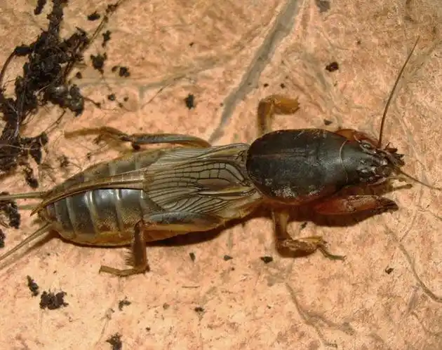 这虫子学名叫什么?