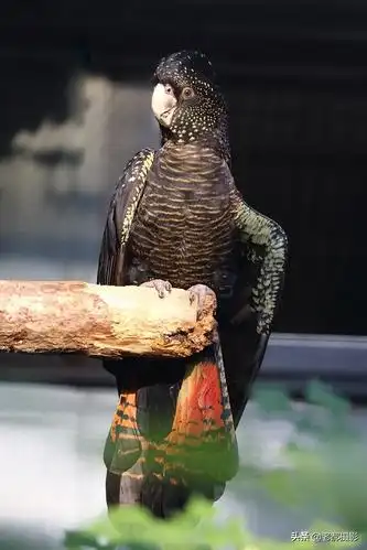 头戴凤冠身披星星红红的尾巴能开屏