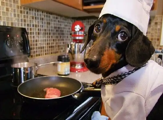 主人嫌每天给狗子做饭麻烦,狗子直接开挂要学做饭!