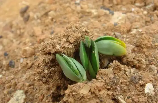 其它 正文 对于让硬壳种子发芽,是很对农民头疼的问题,如果播的种子第