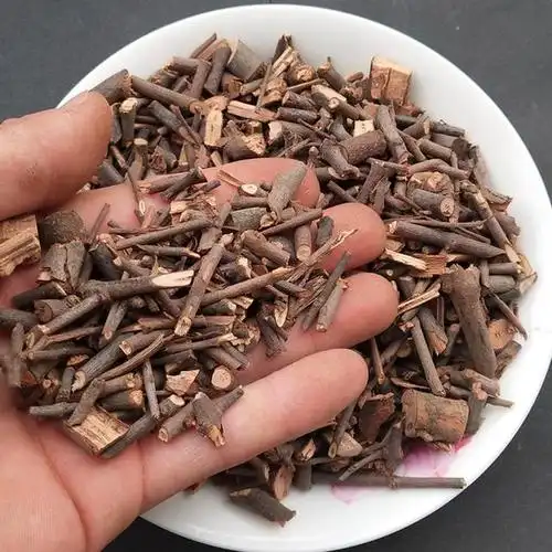 农村山上一种杉树寄生,见到不要错过,懂货的人都会摘来当茶喝