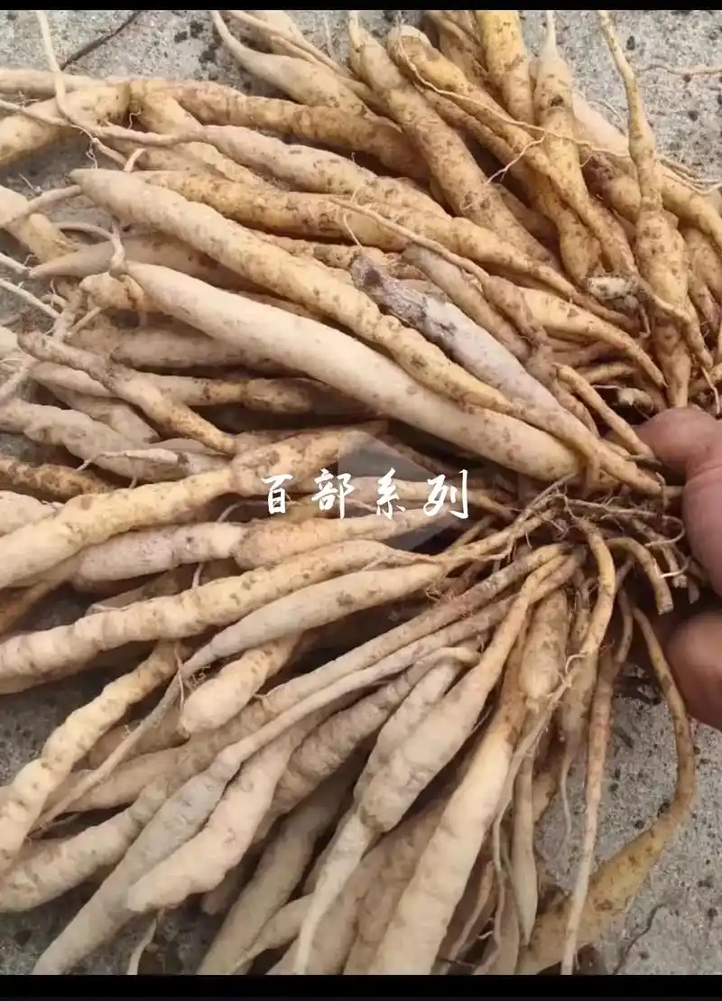 百部的功效产量用量极其种植采挖加工 - 抖音